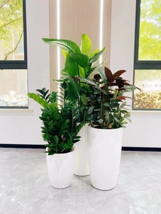 想知道余姚花卉出租价格？这里有答案！